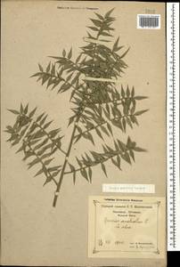 Ruscus aculeatus L., Caucasus, Black Sea Shore (from Novorossiysk to Adler) (K3) (Russia)