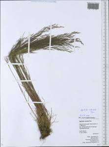 Agrostis clavata Trin., Siberia, Chukotka & Kamchatka (S7) (Russia)