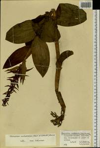 Galearis camtschatica (Cham.) X.H.Jin, Schuit. & W.T.Jin, Siberia, Russian Far East (S6) (Russia)