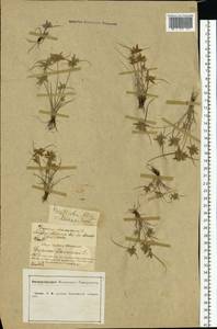 Cyperus flavescens L., Eastern Europe, Central forest-and-steppe region (E6) (Russia)