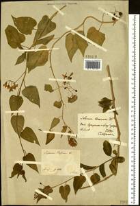 Solanum dulcamara L., Siberia, Central Siberia (S3) (Russia)