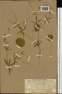 Ranunculus cassubicus L., Eastern Europe, Northern region (E1) (Russia)