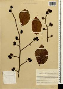 Parrotia persica (DC.) C. A. Mey., Caucasus, Azerbaijan (K6) (Azerbaijan)