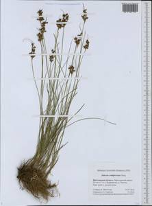 Juncus compressus Jacq., Eastern Europe, Central forest region (E5) (Russia)