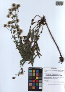 Hieracium umbellatum L., Siberia, Altai & Sayany Mountains (S2) (Russia)