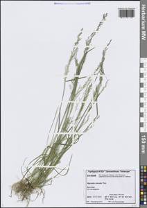 Agrostis clavata Trin., Siberia, Central Siberia (S3) (Russia)