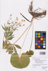 Ranunculus cassubicus L., Eastern Europe, North-Western region (E2) (Russia)