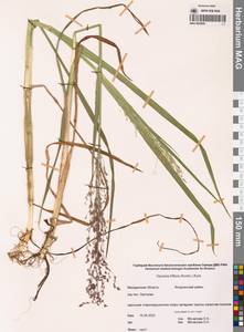 Glyceria lithuanica (Gorski) Gorski, Siberia, Chukotka & Kamchatka (S7) (Russia)