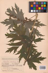 Aconitum septentrionale Koelle, Eastern Europe, Western region (E3) (Russia)