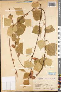 Betula pendula Roth, Eastern Europe, Eastern region (E10) (Russia)