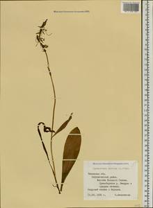 Platanthera bifolia (L.) Rich., Siberia, Western Siberia (S1) (Russia)