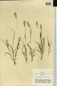 Setaria viridis (L.) P.Beauv., Siberia, Altai & Sayany Mountains (S2) (Russia)