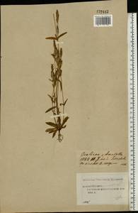 Gentianella amarella var. lingulata (C. Agardh) T. Karlsson, Eastern Europe, Central forest region (E5) (Russia)