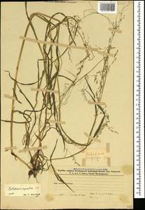 Catabrosa aquatica (L.) P.Beauv., Caucasus, Azerbaijan (K6) (Azerbaijan)