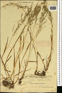 Catabrosa aquatica (L.) P.Beauv., Caucasus, Azerbaijan (K6) (Azerbaijan)