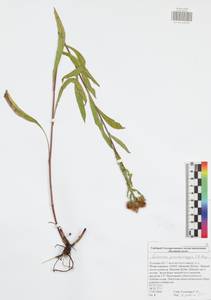 Centaurea pseudophrygia C. A. Mey., Eastern Europe, Central region (E4) (Russia)