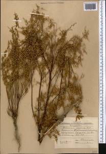 Artemisia scoparia Waldst. & Kit., Middle Asia, Western Tian Shan & Karatau (M3) (Kyrgyzstan)