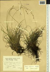 Carex pediformis var. macroura (Meinsh.) Kük., Siberia, Yakutia (S5) (Russia)