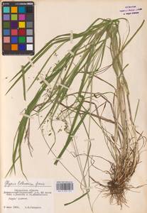 Glyceria lithuanica (Gorski) Gorski, Eastern Europe, Western region (E3) (Russia)