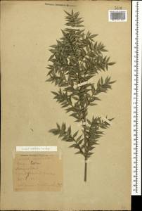 Ruscus aculeatus L., Caucasus, Black Sea Shore (from Novorossiysk to Adler) (K3) (Russia)