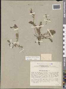 Oxytropis albana Steven, Caucasus, Abkhazia (K4a) (Abkhazia)