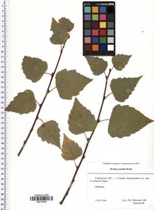 Betula pendula Roth, Eastern Europe, Middle Volga region (E8) (Russia)