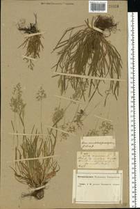 Poa annua L., Eastern Europe, Central forest-and-steppe region (E6) (Russia)