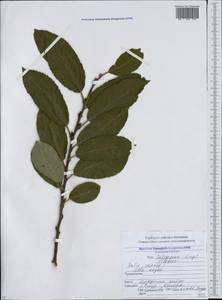 Salix caprea L., Caucasus, North Ossetia, Ingushetia & Chechnya (K1c) (Russia)