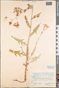 Lactuca tatarica (L.) C. A. Mey., Eastern Europe, North Ukrainian region (E11) (Ukraine)