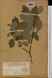 Salix caprea L., Eastern Europe, Volga-Kama region (E7) (Russia)