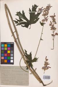 Aconitum septentrionale Koelle, Eastern Europe, Eastern region (E10) (Russia)
