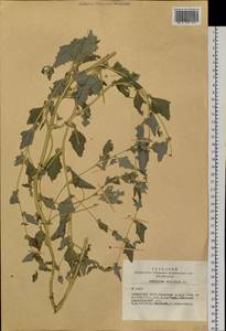 Atriplex sibirica L., Siberia, Altai & Sayany Mountains (S2) (Russia)