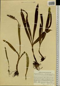 Gymnadenia conopsea (L.) R.Br., Siberia, Russian Far East (S6) (Russia)
