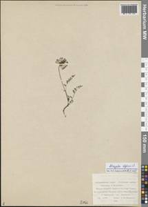 Astragalus alpinus L., Siberia, Russian Far East (S6) (Russia)