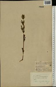 Gentianella amarella var. lingulata (C. Agardh) T. Karlsson, Eastern Europe, Western region (E3) (Russia)