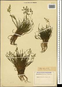 Poa annua L., Caucasus (no precise locality) (K0) (Not classified)