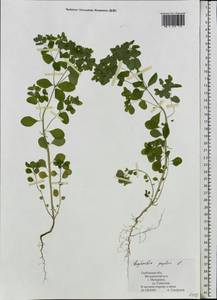 Euphorbia peplus L., Eastern Europe, Central forest-and-steppe region (E6) (Russia)