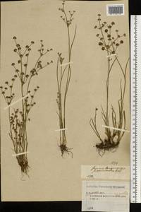 Juncus articulatus L., Eastern Europe, Central forest region (E5) (Russia)