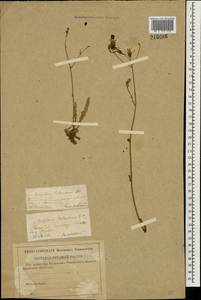 Lactuca tatarica (L.) C. A. Mey., Eastern Europe, Middle Volga region (E8) (Russia)