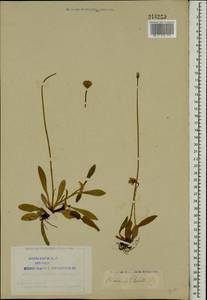 Pilosella officinarum Vaill., Eastern Europe, Northern region (E1) (Russia)