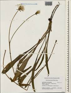 Scorzonera parviflora Jacq., Crimea (KRYM) (Russia)