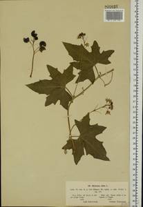 Bryonia alba L., Eastern Europe, South Ukrainian region (E12) (Ukraine)