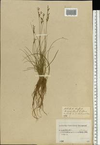 Juncus compressus Jacq., Eastern Europe, Central forest region (E5) (Russia)