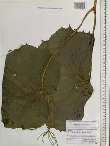 Diphylleia grayi F. Schmidt, Siberia, Russian Far East (S6) (Russia)