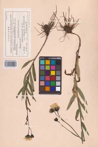 Hieracium umbellatum L., Siberia, Chukotka & Kamchatka (S7) (Russia)