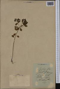 Euphorbia peplus L., Eastern Europe, Latvia (E2b) (Latvia)