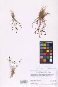 Juncus articulatus L., Eastern Europe, Central forest region (E5) (Russia)