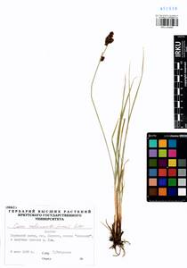 Carex melananthiformis Litv., Siberia, Baikal & Transbaikal region (S4) (Russia)