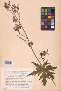 Aconitum septentrionale Koelle, Eastern Europe, Eastern region (E10) (Russia)