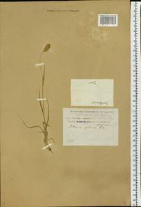 Setaria pumila (Poir.) Roem. & Schult., Siberia, Russian Far East (S6) (Russia)